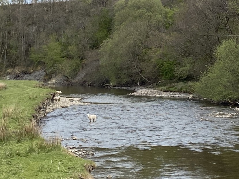 Colonel's Water - PD from Cheltenham